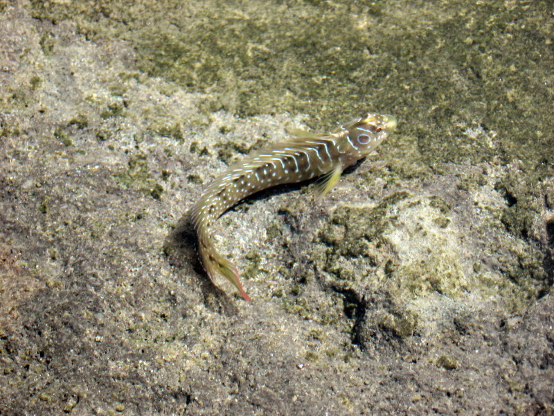 Pesci nelle pozze di marea (Salaria pavo)